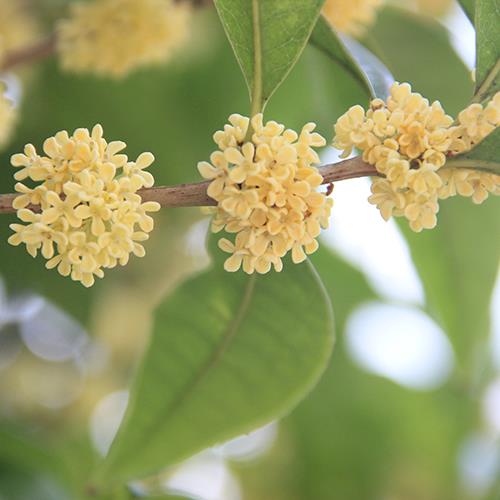 校園里的桂花開(kāi)了，真的太太太香了！